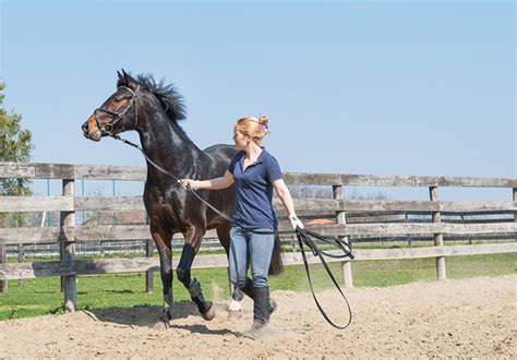 7 Effective Tips to Train Your Horse