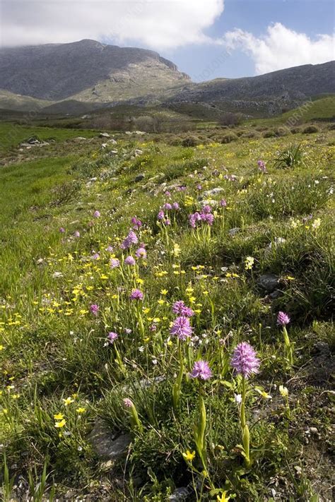 Naked Man Orchids Orchis Italica Stock Image C Science Photo Library