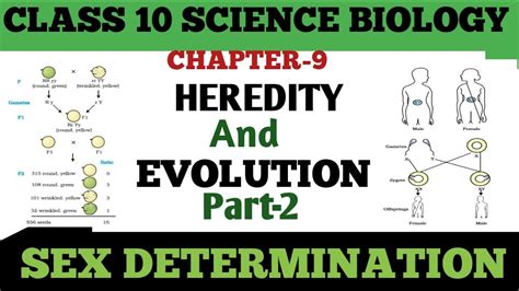 Heredity And Evolution Sex Determination Class Chapter Biology