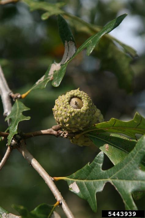 Overcup Oak Quercus Lyrata