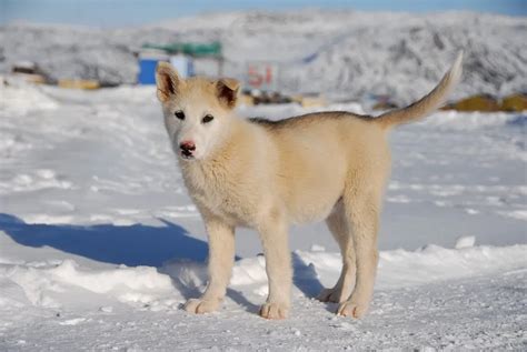 Greenland Dog : History, Temperament, Care, Training, Feeding & Pictures