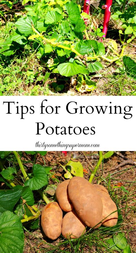 Beginner Tips For Growing Potatoes Thirtysomethingsupermom