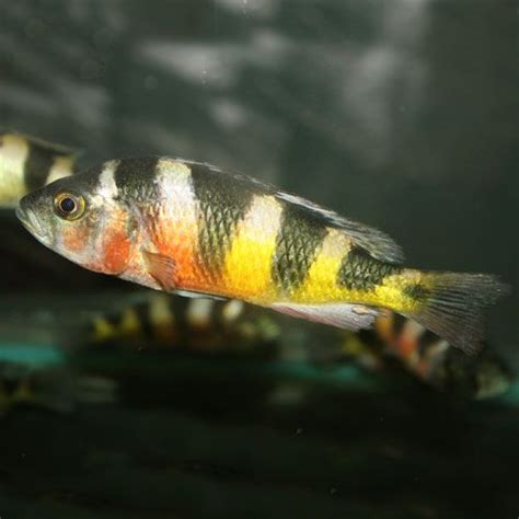 Zebra Obliquidens Astatotilapia Latifasciata Juvenile African