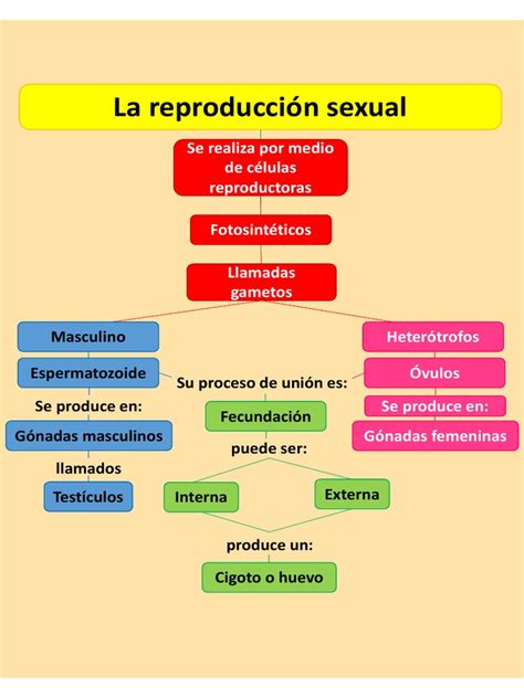 Mapa De Reproducción Sexual Pdf