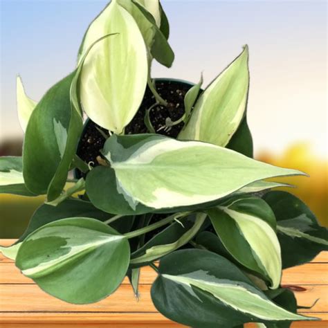 Comprehensive Guide To Caring For Pothos Plants Care Help Info Guide