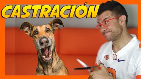 Castrar Al Perro Ventajas E Inconvenientes Youtube