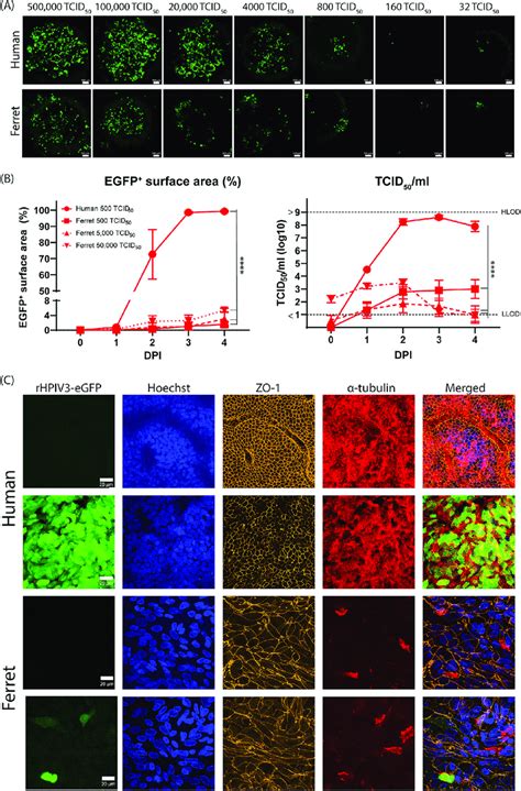 RHPIV 3 CI 1 EGFP Replication Kinetics In Ferret AO And AO At ALI A