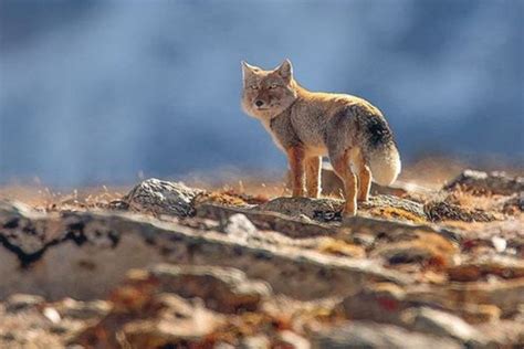 Fox Habitat: Where Do Foxes Live In The World?