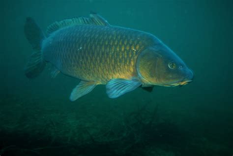 Cyprinus Carpio Ficha De Pez