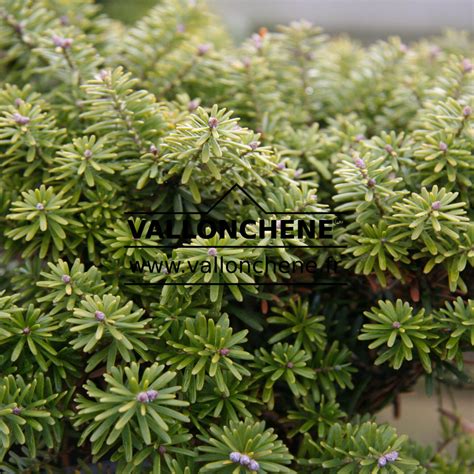 Abies Koreana Cis Korean Fir