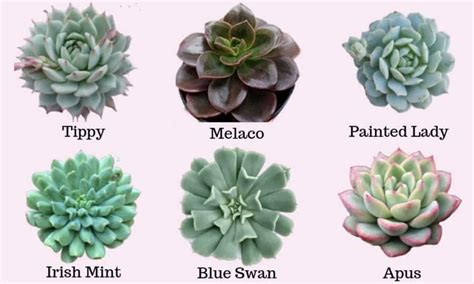 Echeveria Types Care With Pictures Flowersandflowerthings