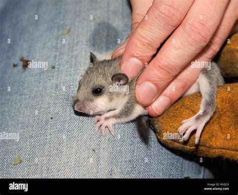 European edible dormouse hi-res stock photography and images - Alamy