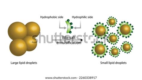 Fat Molecule Lipid Droplets Lipid Digestion Stock Vector Royalty Free 2260338917 Shutterstock