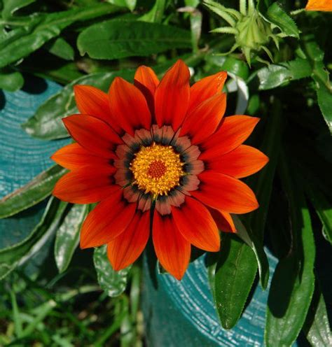 Stunning Red Flowers With Yellow Center Balcony Garden Web