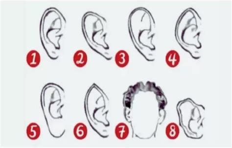 ternyata bentuk telinga melambangkan berbagai sifat kepribadian