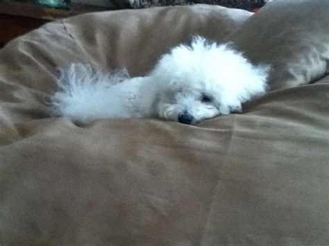 One Tired Puppy Tired Puppy Puppies Animals