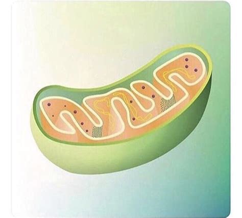 Roses Are Red Its Hot Like Hell R Rosesarered