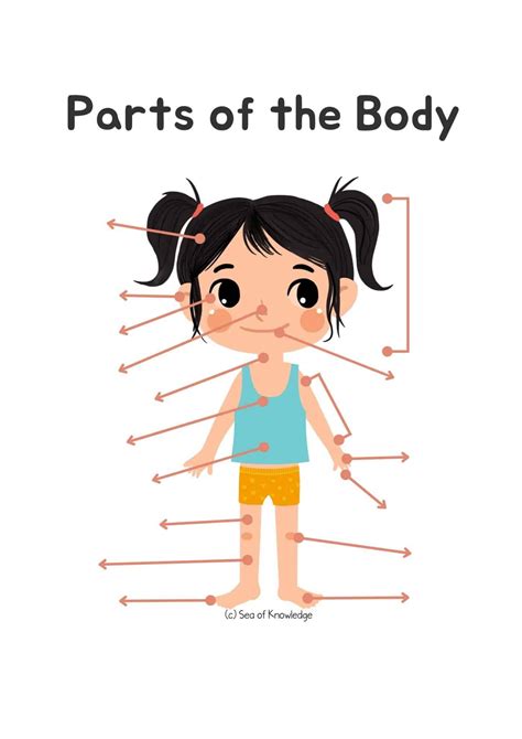 15 Fun Body Parts Activities For Preschoolers Including Labeling Posters