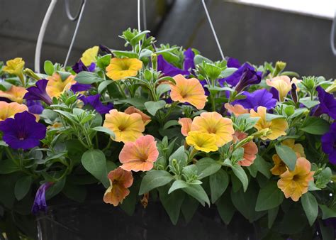 Supertunias make excellent landscape, container choices | Mississippi ...