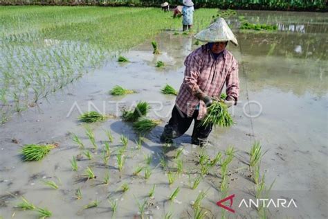 Abdya Butuh Penambahan Petugas Penyuluh Pertanian ANTARA News Aceh