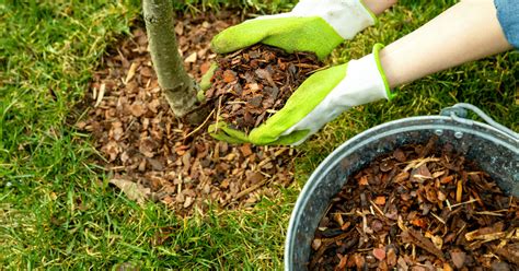 The Importance Of Mulching Your Garden Clean Cut