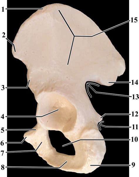 Os Coxae Lateral View Diagram Quizlet