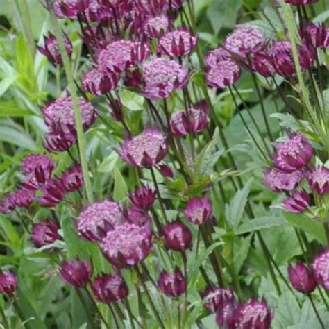 Astrantia Major Ruby Wedding Zeeuws Knoopje Online Kopen Kwekerij