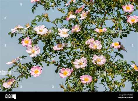 Beautiful Blooming Wild Rose Bush Stock Photo Alamy