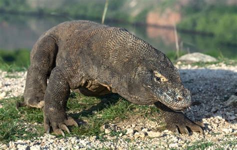 Drago Di Komodo Nome Scientifico Komodoensis Di Varano Habitat