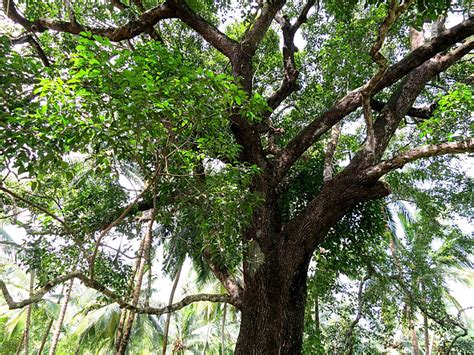 Pohon Tanjung - Asal, Klasifikasi, Ciri dan Manfaat