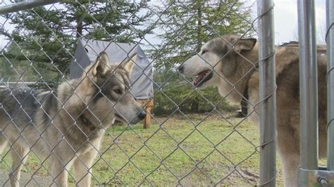 wolfdog ownership backed   conditions