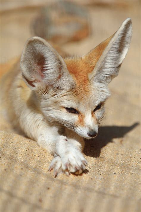 Fennec Fox Pet Uk | Pets Animals US