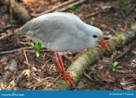 Kagu, Endangered Bird of New Caledonia Stock Image - Image of ...