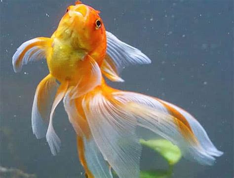 Veiltail Goldfish - Veil Tail Care and Info - Fancy Goldfish