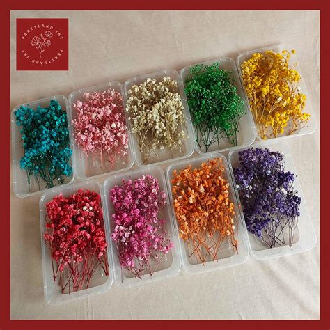 Jual Preserved Real Touch Premium Baby S Breath Gypsophila Box Bunga