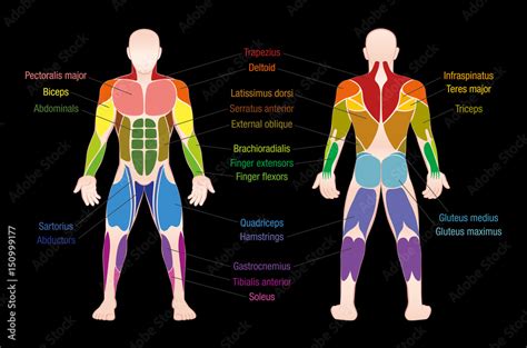 Muscle Chart With Most Important Muscles Of The Human Body Colored