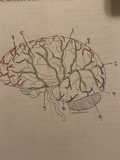 Cerebral Arteries Diagram Quizlet