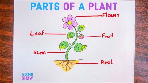 Diagram Label The Parts Of A Plant Label The Plant Parts Ans