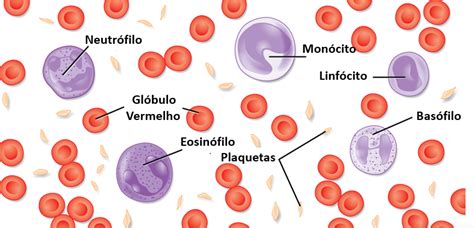 Hematologia O Que É - Hematologia - Biologia Geral