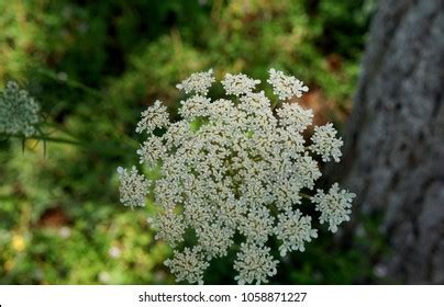 Anise Plant Wild Flowers Stock Photo 1058871227 | Shutterstock