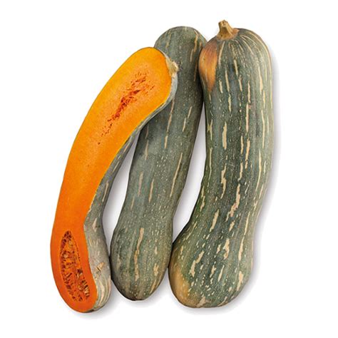 Тыква Лунга Ди Наполи Фото – Telegraph