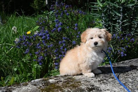 The Ultimate Guide to Owning a Happy Havanese Dog