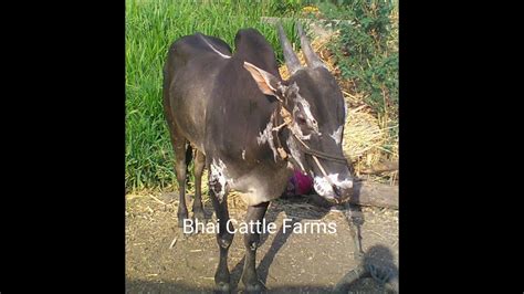 Cows And Bulls Available At Bhai Cattle Farms Youtube