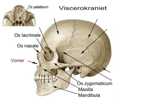 Anatomi frågor Flashcards Quizlet