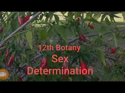 Th Botany Sex Determination YouTube