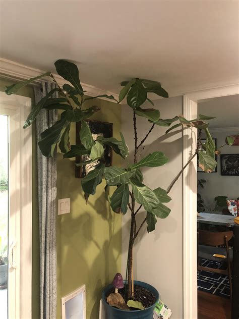 How To Make A Fiddle Leaf Fig Grow Tall at Mikayla Skene blog