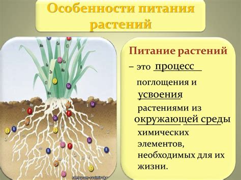 Почвенное питание растений - презентация онлайн