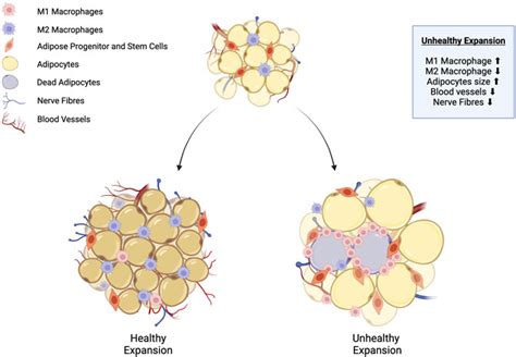 Frontiers Publishing Partnerships From Fasting To Fat Reshaping