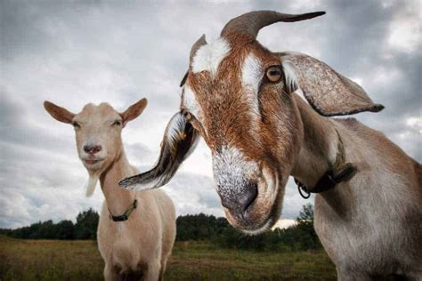 Spiritual Meanings Of Goat