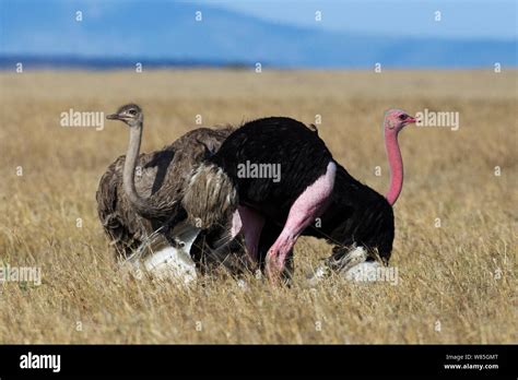 Ostrich Struthio Camelus Couple Courting Maasai Mara National